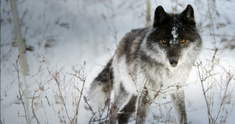 Black And White Wolf Desktop Wallpaper HDblackwallpaper