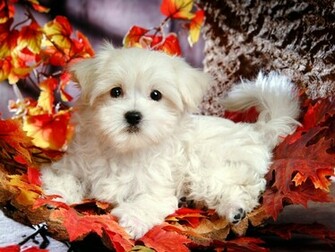 White Puppy Wallpaper HD