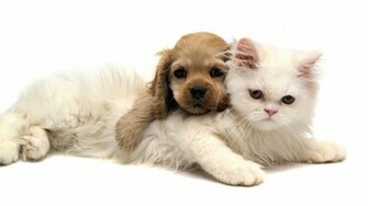 Cats And Dogs Wallpaper Fun Animals Wiki Videos Pictures Stories