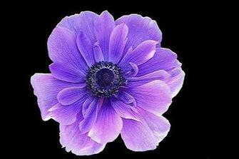 Flowers For Flower Lovers Anemone Wallpaper