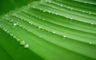 Banana Leaves Desktop Pc And Mac Wallpaper