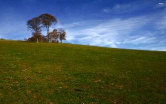 Brown Leafed Tree Wallpaper Nature