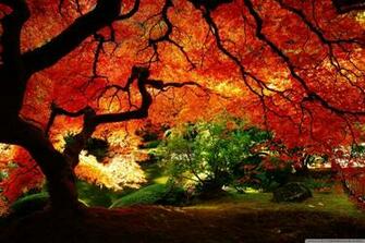 Beautiful Autumn 4k HD Desktop Wallpaper For Dual Monitor