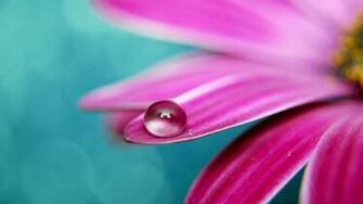 Flowers Photography Wallpaper Photos High Definition Pictures In