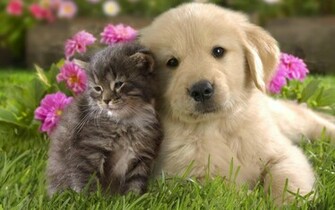Dog And Cat Wallpaper Teddybear64