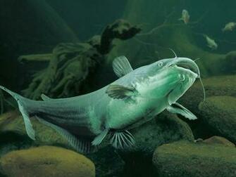 Bass Catfish Pictures Wallpaper In High Resolution For