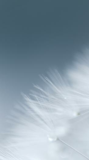 Dandelion Pure White iPhone Plus And Wallpaper