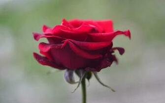 Single Rose Flower Wallpaper HD Collection