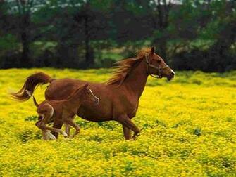 Kentucky Wallpaper Farm Animals Nature Collection