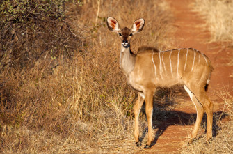 Top African Animals Wallpaper Full HD 4k To Use