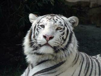 White Tiger Desktop Wallpaper Pixel Popular HD