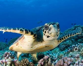 Beautiful Wallpaper Turtle HD