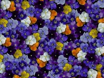 Pansy Flowers Wallpaper HD Pictures One