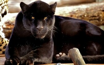 Black Wallpaper Panther Photos