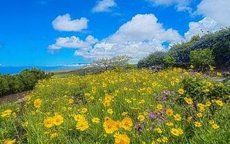 Overlooking Sea Hawaii High Quality And Resolution