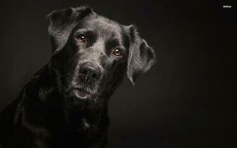 Black Lab Wallpaper Desktop