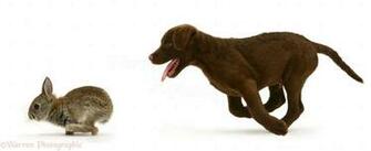 Dogs Chasing Rabbits