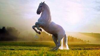 Beautiful White Horse Standing Up Wallpaper HD 1080p For Desktop