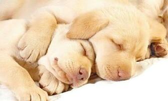 Sleeping Cute Animal Wallpaper Screenshot