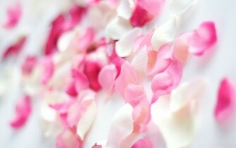 Pink Orchid Flowers Wallpaper HD