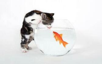 Cat Trying To Catch A Goldfish HD Cats And Wallpaper