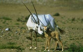 Oryx Wallpaper Animals Town