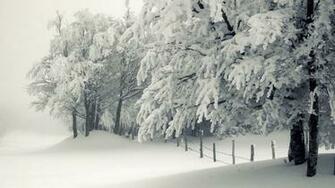 Snowy Trees Wallpaper