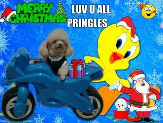 Christmas Tweety Bird Fan Art