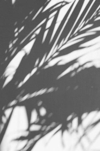 Plant Shadow Pictures Image
