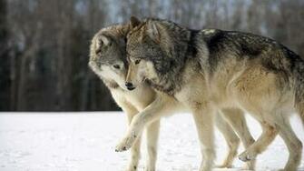 Wallpaper Wolf Pictures