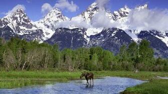 Moose Wallpaper