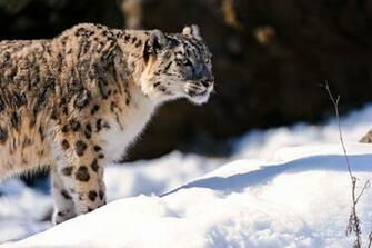 Animals Snow Wallpaper