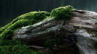 Forest Moss Wood Green Trees Nature Log Wallpaper