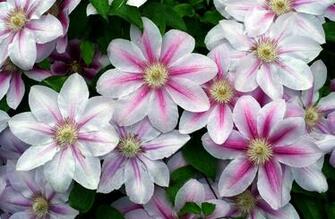 Clematis Flowers Drops Fresh Green Stock Photos Image HD