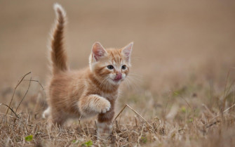 Cute Kitten Desktop Wallpaper