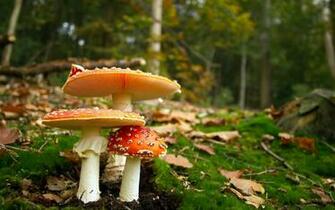 Mushroom Computer Wallpaper Desktop Background Id