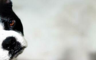 Black And White Dog Wallpaper Wide Puppy Dogs Pattern