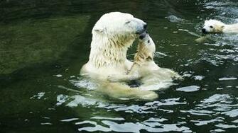 Animals Swimming Wallpaper