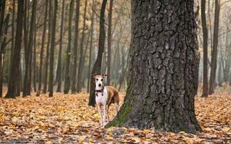 Wallpaper Dog Leaves Autumn Desktop In The