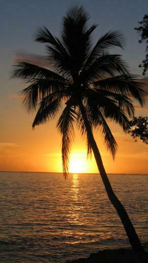 Palm Tree Sunset Wallpaper