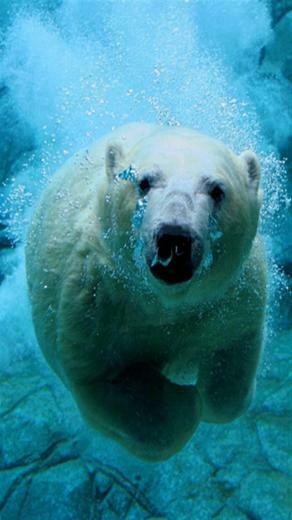 Polar Bear Animal iPhone Wallpaper S 3g