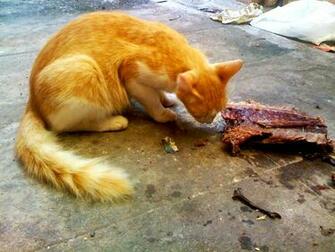 My Cat Eating Raw Fish Wallpaper