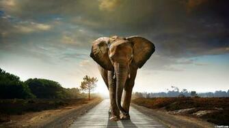 Elephant Wallpaper