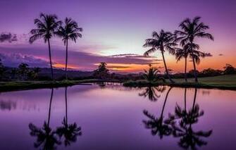 Wallpaper Fajardo Puerto Rico Tropical Palm