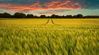 Green Field Rye Horizon Trees Sunset Wallpaper Nature And
