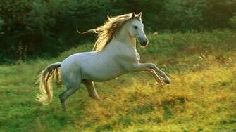 Animals HD Wallpaper Full 1080p