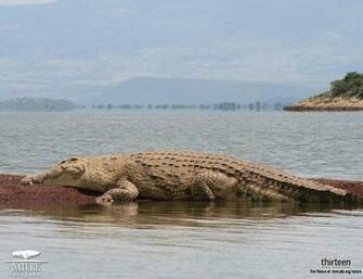 Crocodile Wallpaper