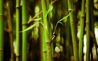 Theme Bin Archive Bamboo HD Wallpaper