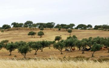 Alentejo Portugal One Wallpaper Stock Photos