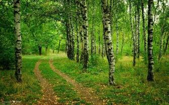 So These Are The Birch Tree Wallpaper That You Can Use As Your